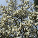 Magnolia soulangiana alba - Photo (c) Leonora (Ellie) Enking, algunos derechos reservados (CC BY-SA)