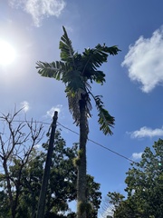 Aiphanes acanthophylla