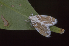 Pseudoadites frigida