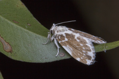 Pseudoadites frigida