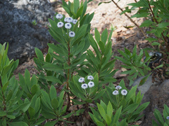 Globularia ascanii