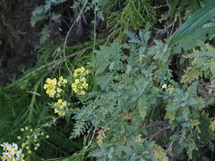 Descurainia millefolia