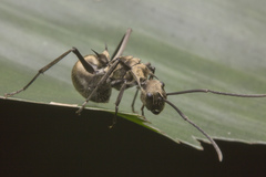 Polyrhachis proxima