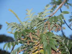 Bencomia sphaerocarpa