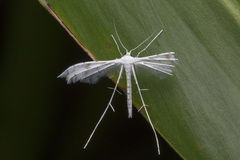 Pterophorus lacteipennis