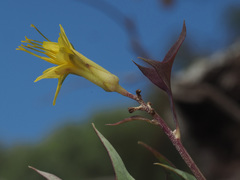 Sonchus pendulus