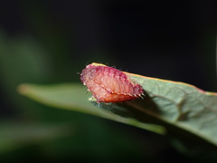 Microleon longipalpis