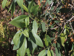 Rhamnus integrifolia