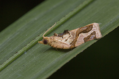Adoxophyes privatana