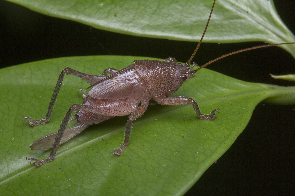Oxylakis