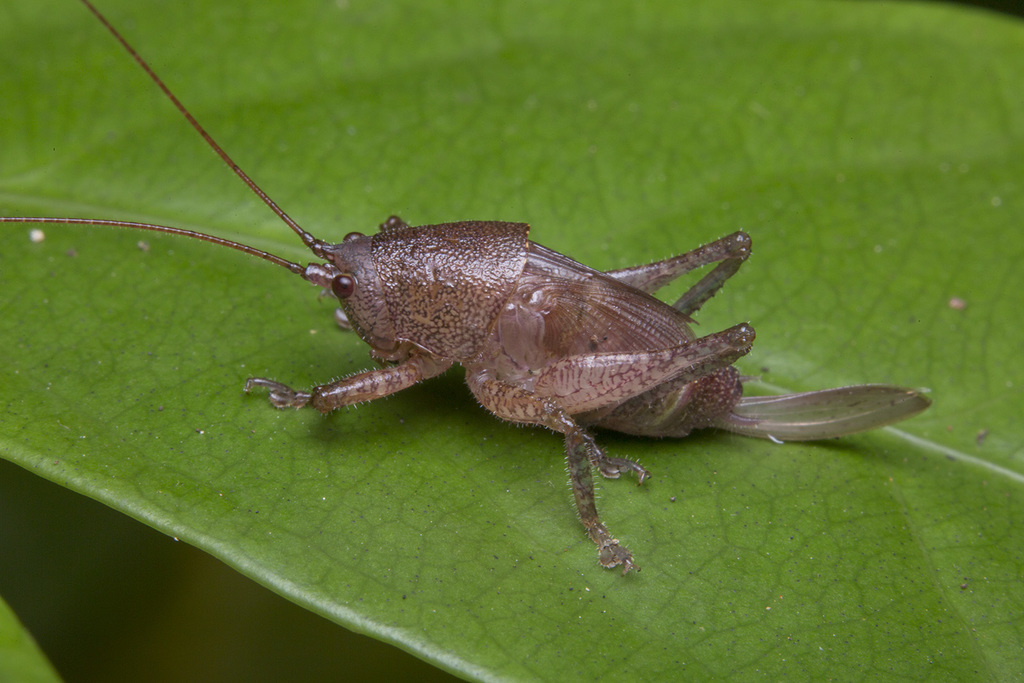 Oxylakis