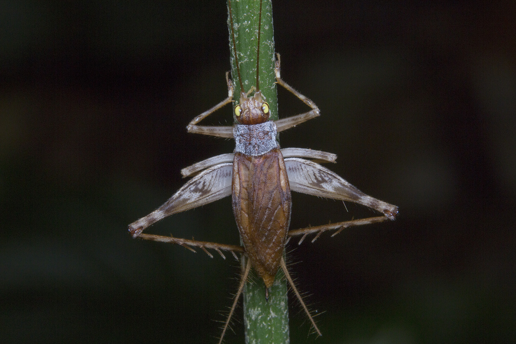 Phaloriinae