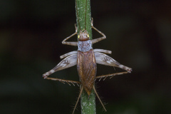 Phaloria jerelynae
