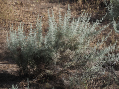 Artemisia ramosa