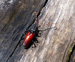 Andraegoidus rufipes