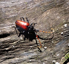 Andraegoidus rufipes