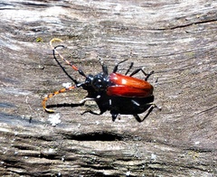 Andraegoidus rufipes