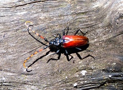 Andraegoidus rufipes