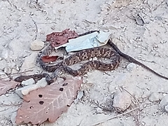 Trimorphodon quadruplex