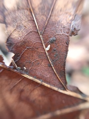 Carychium tridentatum
