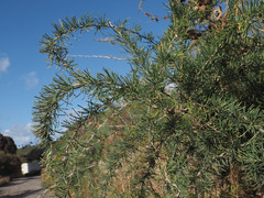 Asparagus pastorianus