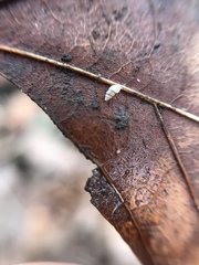 Carychium tridentatum