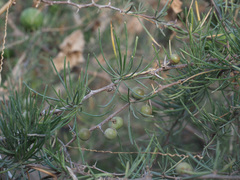 Asparagus pastorianus