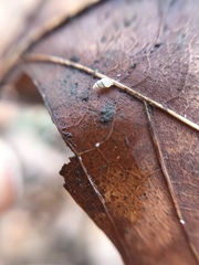 Carychium tridentatum