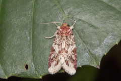 Spodoptera picta