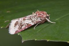 Spodoptera picta