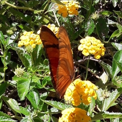 Dryas iulia alcionea