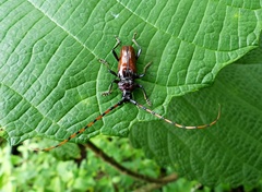 Andraegoidus rufipes