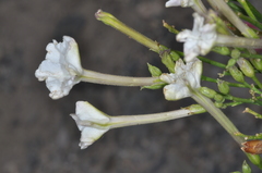 Nicotiana paa