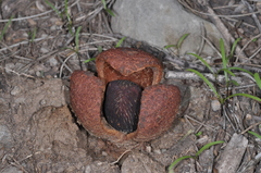 Prosopanche americana