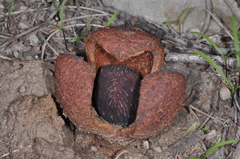 Prosopanche americana