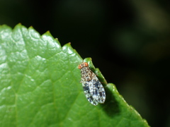 Homoneura euaresta