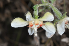 Caiophora cernua