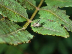 Homoneura euaresta