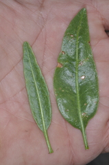 Nicotiana paa