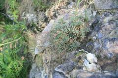 Schivereckia podolica