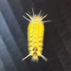 Lophocampa annulosa