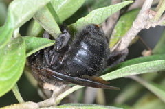 Xylocopa atamisquensis