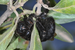 Xylocopa atamisquensis