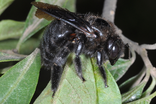 Atamisqui Carpenter