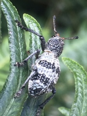 Aegorhinus superciliosus