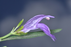 Poikilacanthus tweedieanus