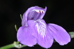 Poikilacanthus tweedieanus