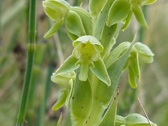 Habenaria hexaptera