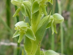 Habenaria hexaptera