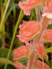 Sinningia allagophylla